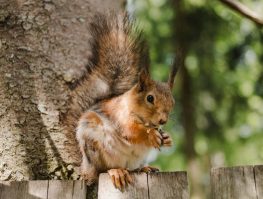 Рина Рындина